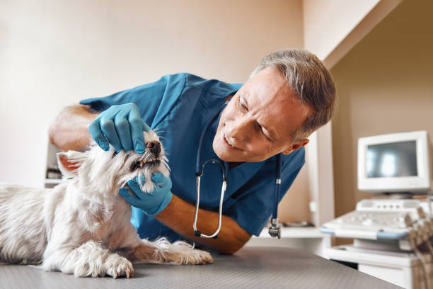 Best Emergency Dentist for Knocked-Out Tooth in Beecher, MI